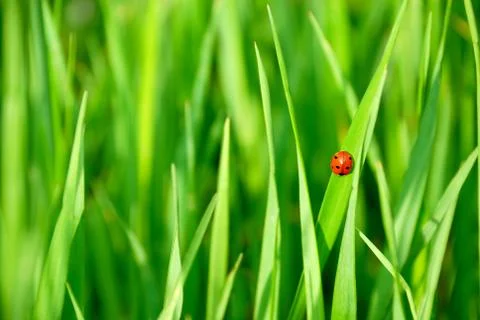Ladybird Stock Photos