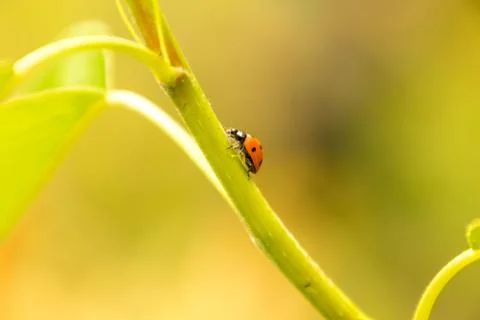 Ladybird Stock Photos