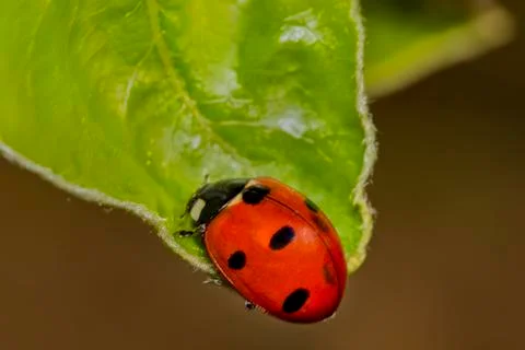 The Ladybird Stock Photos