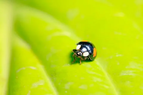 Ladybird Stock Photos