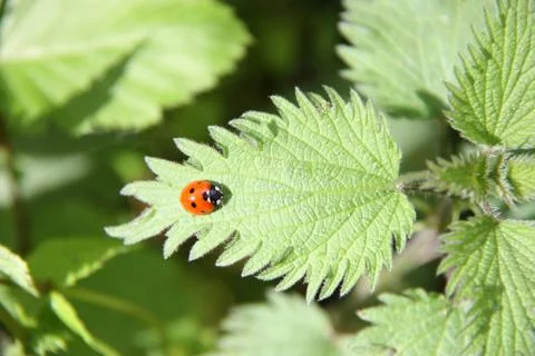 Ladybird. Stock Photos