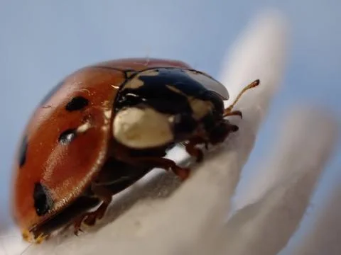 Ladybird 写真素材