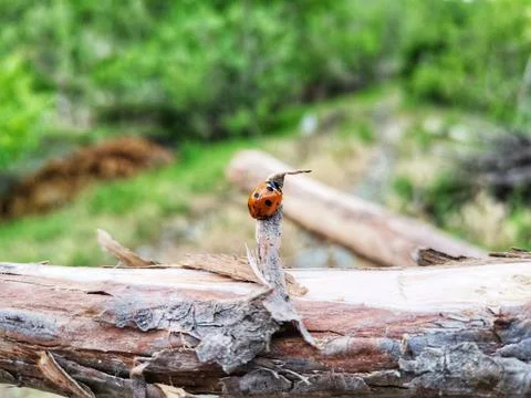 Ladybird. Stock Photos