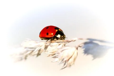Ladybird Stock Photos