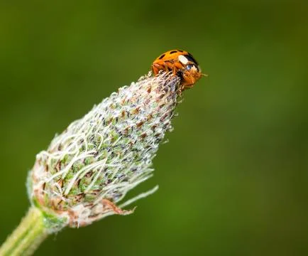 Ladybird Stock Photos
