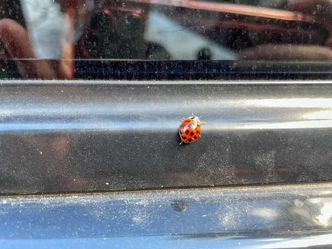 Ladybird Stock Photos