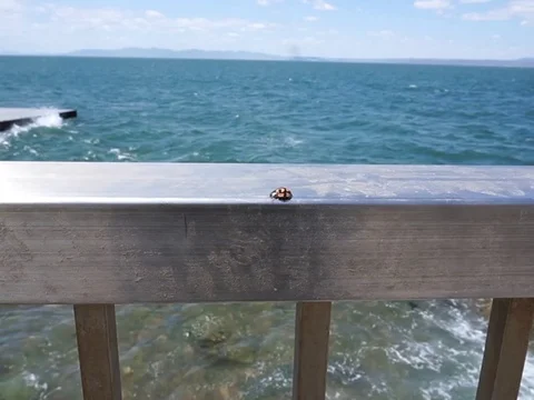 Ladybird piles Vídeo Stock 75796100