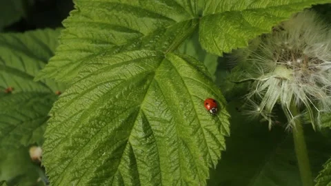 Ladybird on a plant leaf Stock Footage 300533169