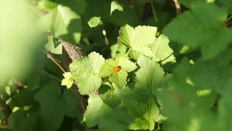 Ladybird sitting on the middle of a leaf of green currant. Video stock 101725919