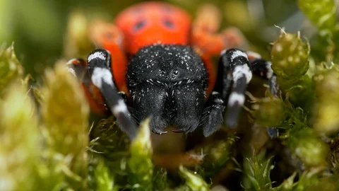 Ladybird spider (Eresus moravicus) attacked by ant Stock Footage 89901504