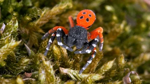 Ladybird spider (Eresus moravicus) Stock Footage 89901184