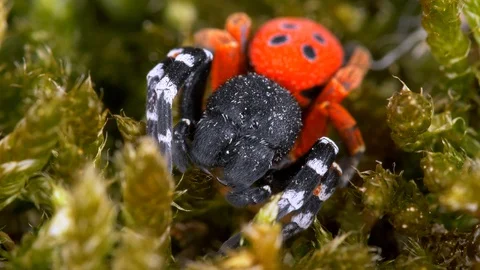 Ladybird spider (Eresus moravicus) Stock-Footage 89901311