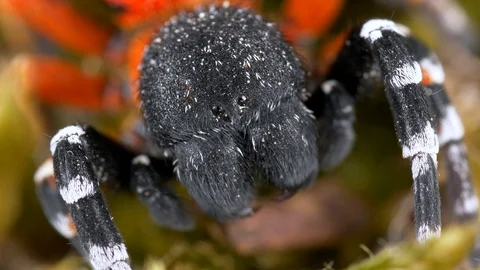 Ladybird spider (Eresus moravicus) Stock-Footage 89901372