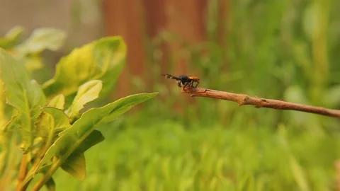 Ladybird spider jumping. Ladybug spider in nature, woods. Insect, bugs. Predator 스톡 동영상 195302553