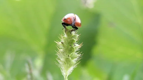 Ladybird takes off from grass. Stock Footage 368533