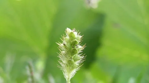 Ladybird takes off from grass Stock Footage 840416