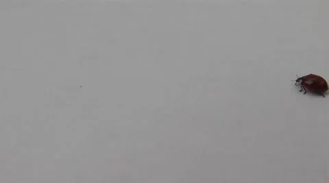 Ladybird takes off from the white sheet Stock Footage 978655