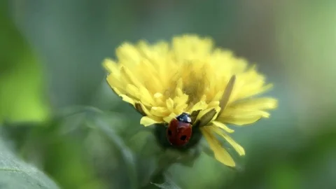 Ladybird taking off Stock Footage 75728005