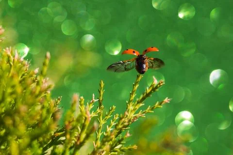 Ladybird taking off Stock Photos
