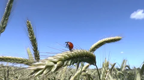 Ladybird taking off a wheat ear Stock Footage 52319985
