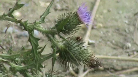 Ladybird on thistle Stockbeeldmateriaal 489648