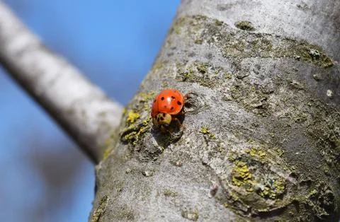 Ladybird on a tree Foto stock