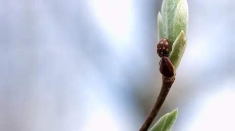 Ladybird on a tree sapling Stock Footage 50088213