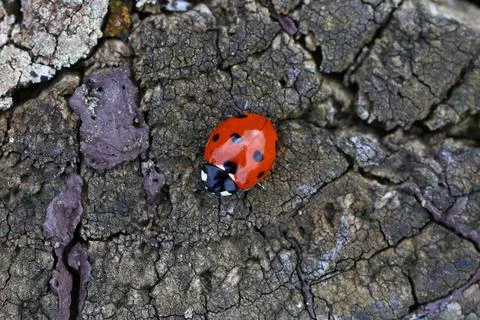 Ladybird on a Tree Trunk Stock Photos