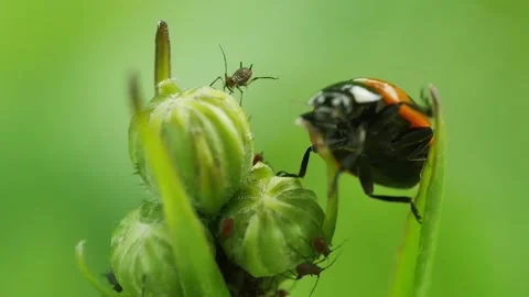 Ladybird trying to catch aphids Видео 278059651