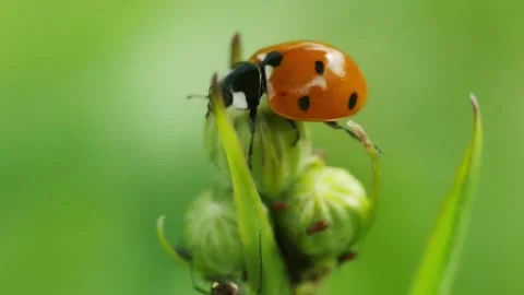 Ladybird trying to catch aphids Видео 278059795