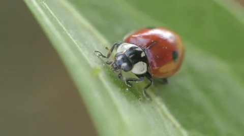 Ladybird two-point 스톡 동영상 65766477