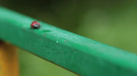 Ladybird walking Stock Footage 27788685