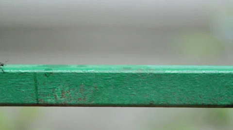 Ladybird walking Video stock 27788689