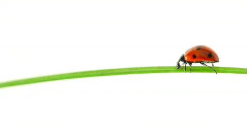 Ladybird walking on a leaf Vidéo 476375