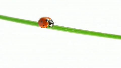 Ladybird walking on a leaf Video stock 476442