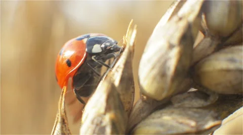 Ladybird walking on panicle of wheat in the macro mode and take off from the top Stock Footage 52355849