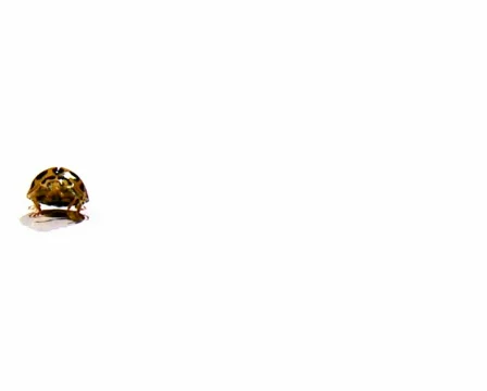 Ladybird Walking - White Background , Lady Beetle, Ladybug Stock Footage