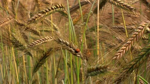 Ladybird in a Wheat field Stock Footage 480445