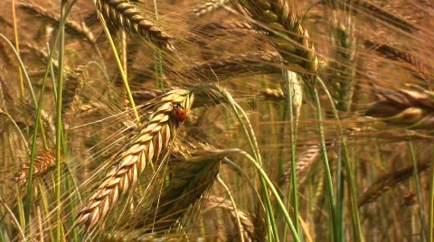 Ladybird in a Wheat field Stock Footage 480484
