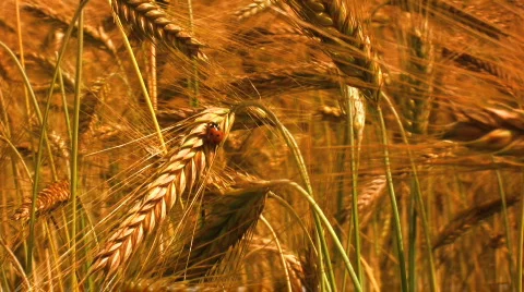 Ladybird in a Wheat field Stock Footage 484025