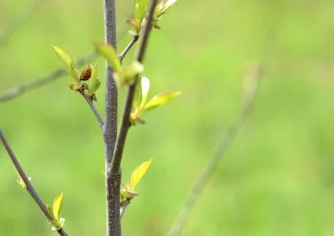 Ladybird on a young tree in spring Stock Photos