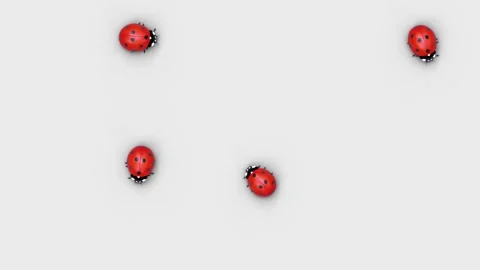 Ladybirds are walking in random paths Stock Footage 144106549