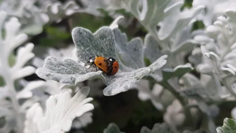 Ladybirds on a beautiful leaf 库存影片 92416062
