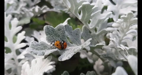 Ladybirds on a beautiful leaf 库存影片 92416352