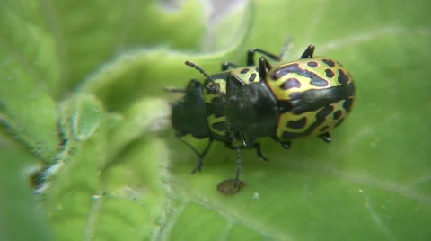 Ladybirds 스톡 동영상 5296908