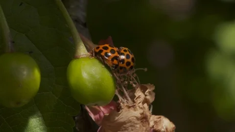 Ladybirds or Ladybugs Video stock 105950000