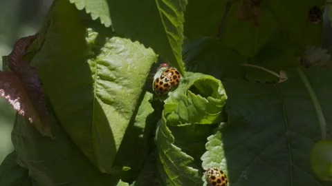 Ladybirds or Ladybugs Stock Footage 105953209