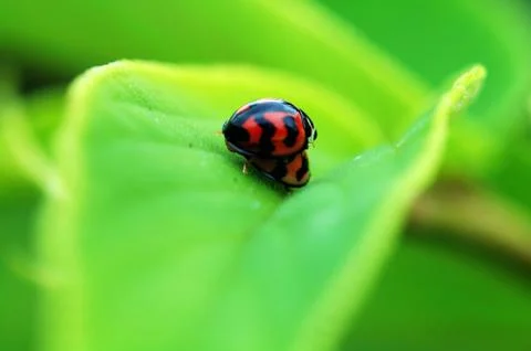 Ladybirds 写真素材