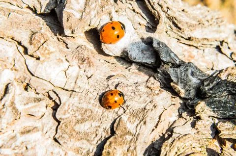 Ladybirds Stock Photos