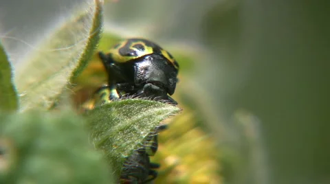 Ladybirds reproduction Stock-Footage 5296944